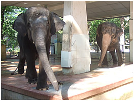 ヤンゴン動物園